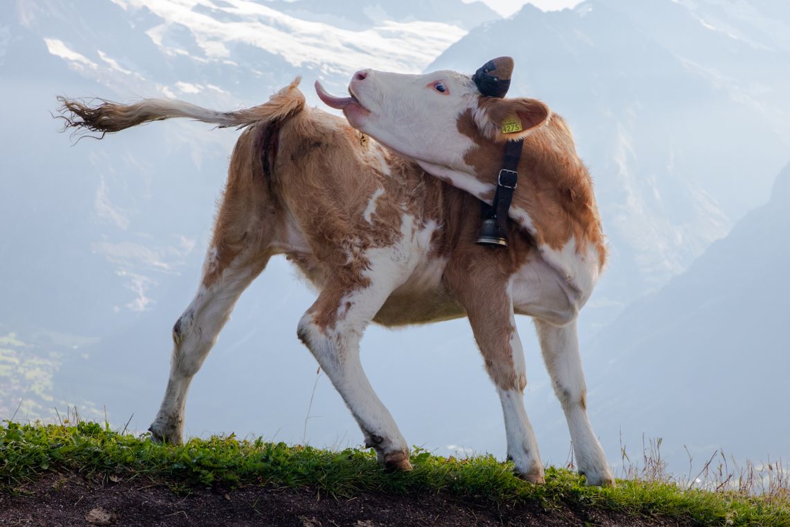 Cows of Switzerland