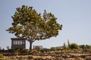 UC Santa Cruz Arboretum & Botanic Garden