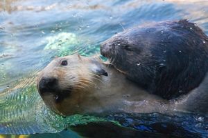 Monterey Bay Aquarium